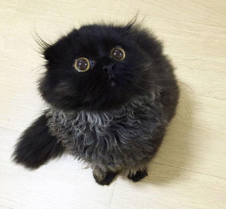 Gimo pertenece a la raza Scottish Fold