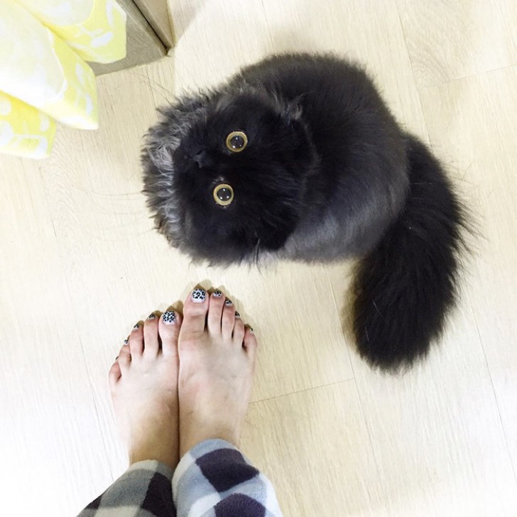 Er lebt in Südkorea mit seiner großen Familie, die aus Menschen und anderen Katzen besteht. 