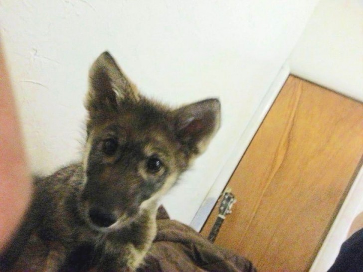 Este bellisimo cachorro ha sido encontrado en el interior de un carton para las compras: el joven ha sentido la necesidad de salvarlo.