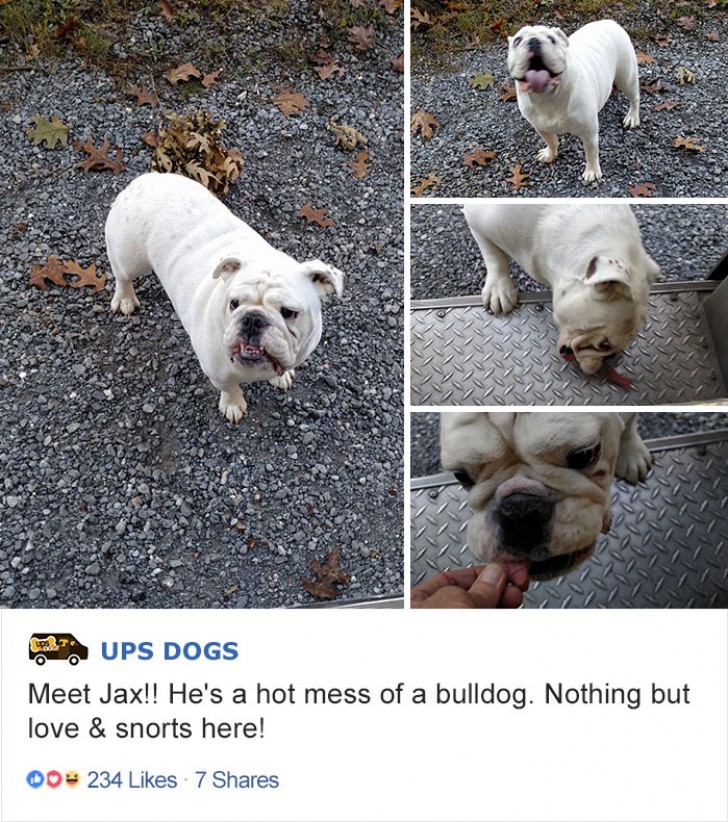 Questo Jax, un bulldog pieno di energie!