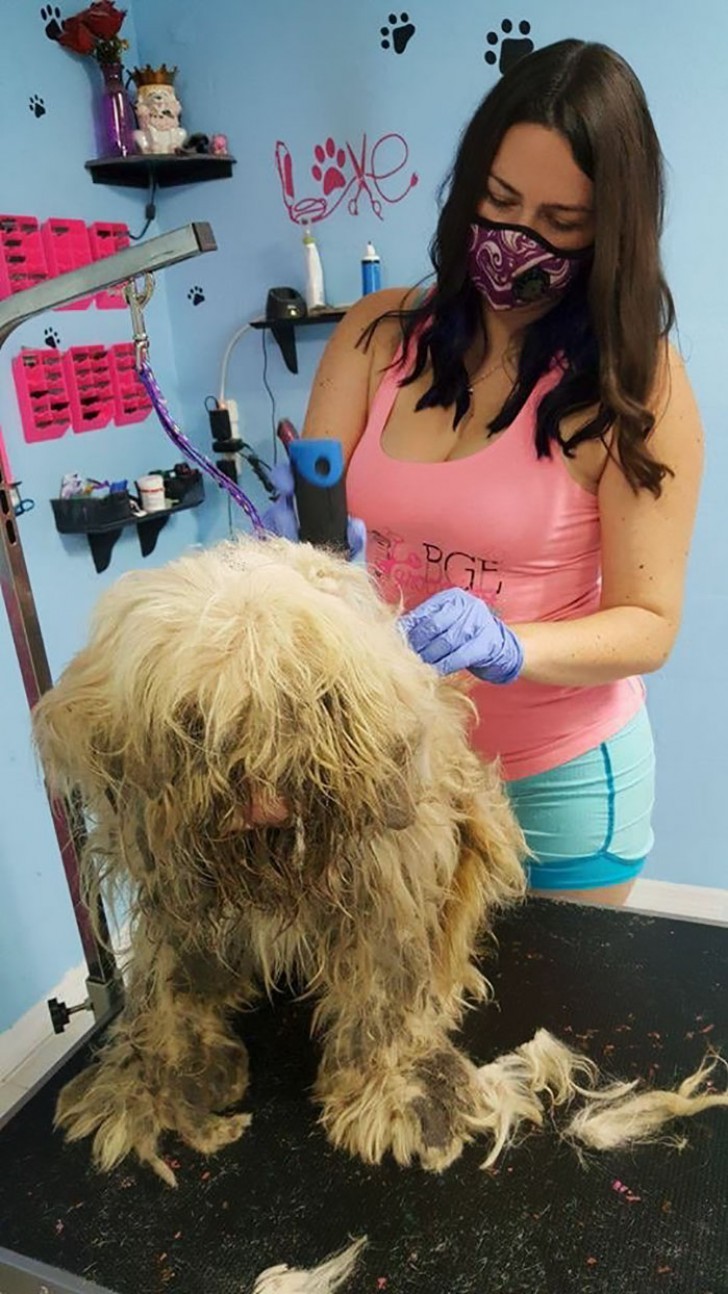 Their post was answered by Kari Falla, the owner of a pet grooming salon, who was alarmed by the condition of the dog's fur.