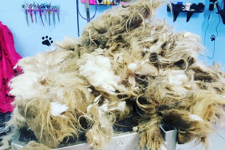 It took more than three hours to free the dog from all that dirty matted fur. Furthermore, the smell was dreadful, but fortunately, the dog remained calm and obedient the entire time!