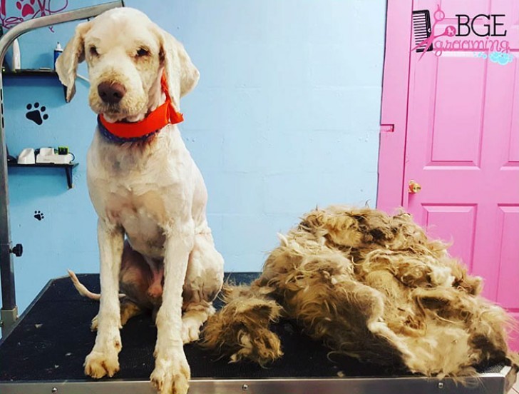 Bajo aquel pelo se escondia Lucky, un perro de casi 4 años.