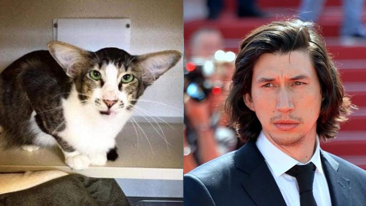 6. Adam Driver