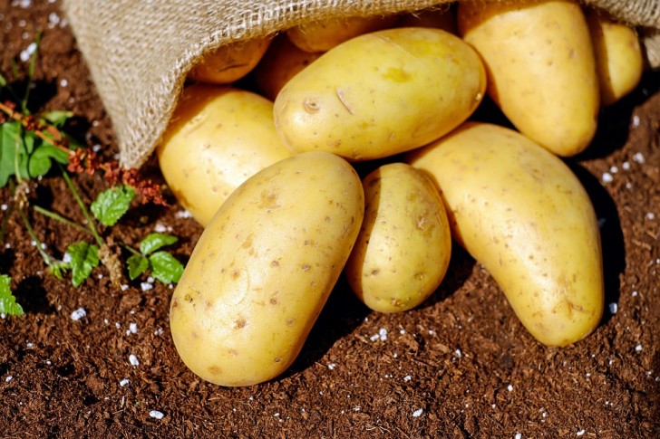 11. Le patate si rovinano se vengono lasciate esposte a fonti di luce diretta: l'ambiente ideale per questo tubero è secco e buio.