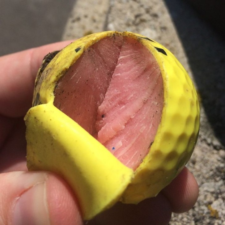 17. Do you think that is tuna inside a weird bread roll?