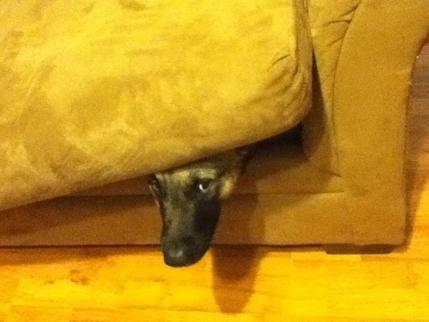 8. Under this couch cushion is the last place they will think of looking ...
