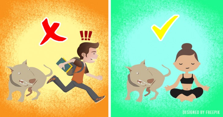 5 cose da fare (O non fare) per evitare di essere attaccati da un cane - 1
