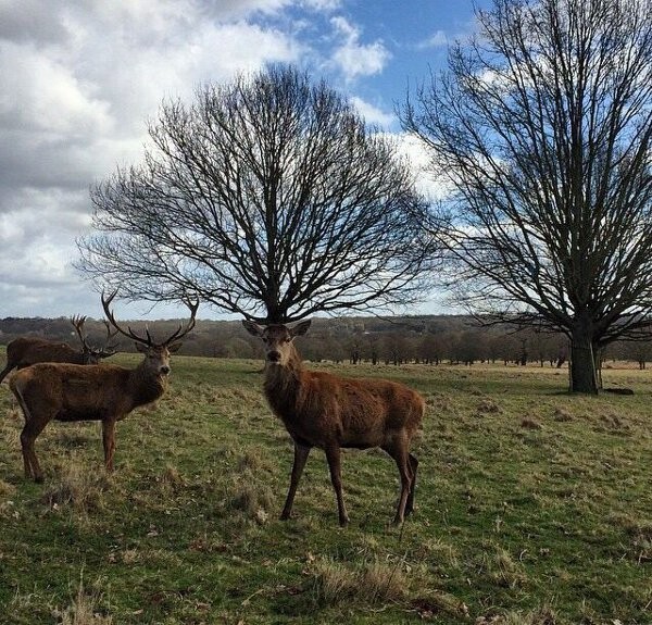 7. Wow, what remarkable antlers!