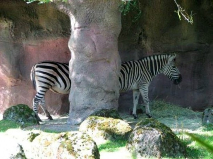 8. A super long zebra.