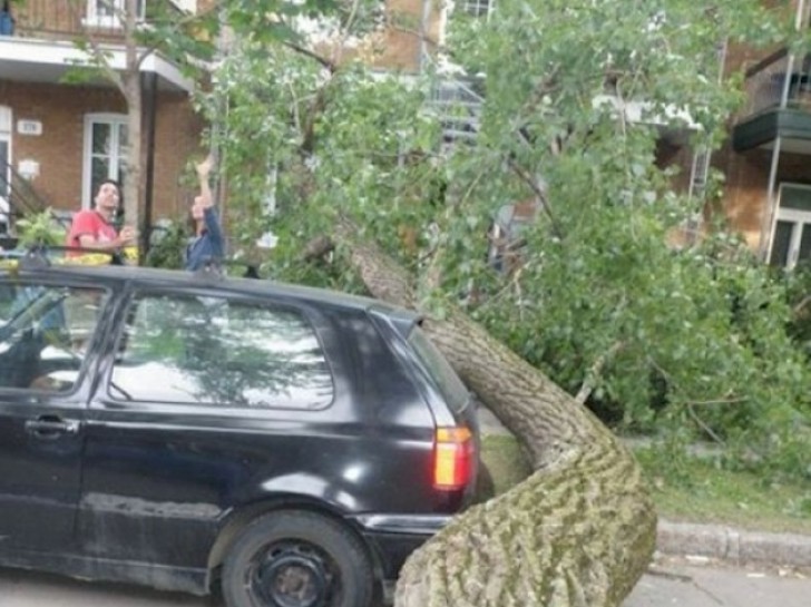 2. Por un pelo este auto no ha sido tocado por el arbol.