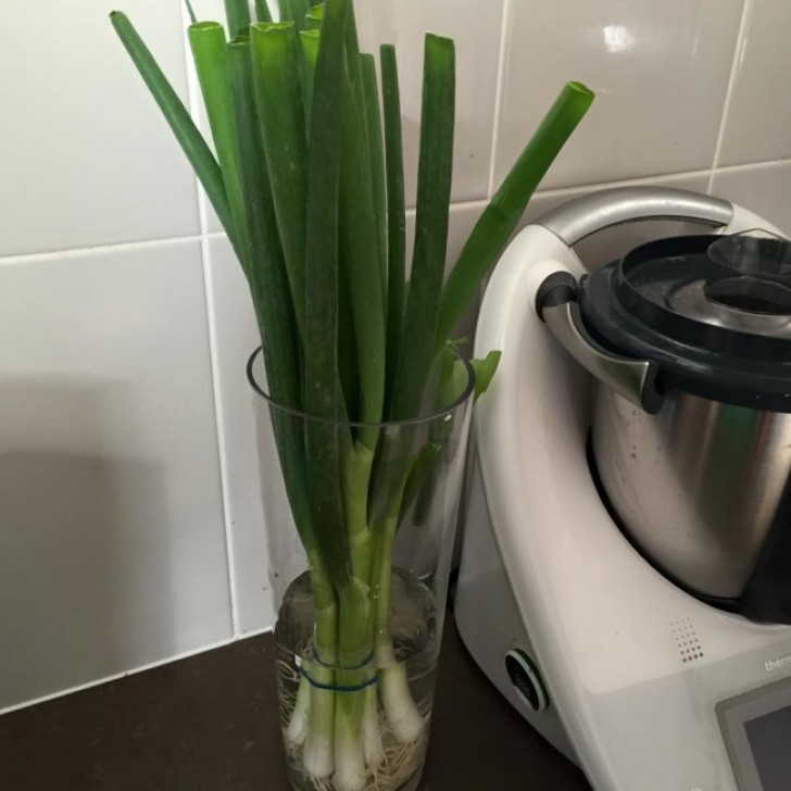 Fresh onions should be stored in a jar or glass of water. This method will preserve them for a long time and indeed they will continue to grow!