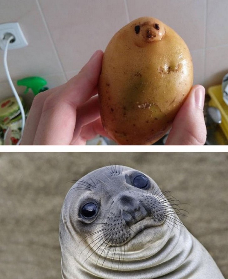 Una patata-foca... Ottima osservazione!