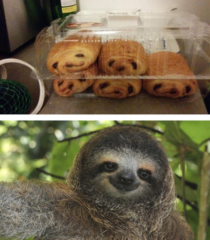 Fagottini al cioccolato e il viso di un bradipo: è incredibile ma sono uguali!