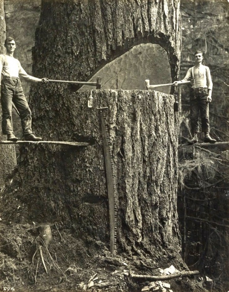 10. Lumberjacks hard at work cutting down a huge tree in Portland, Oregon in 1915.