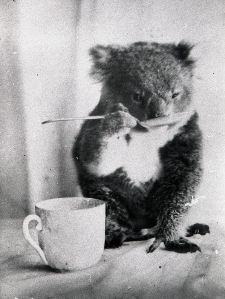 6. A koala bear trained to drink from a spoon.