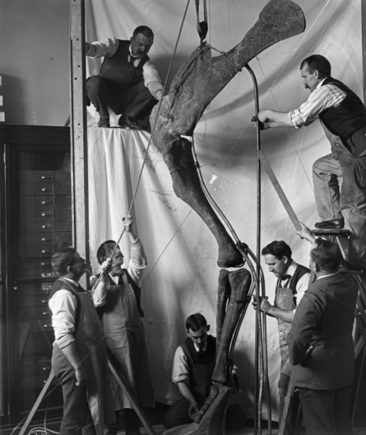 A museum staff assembling the bones of a dinosaur forelimb for an exhibition in 1916.