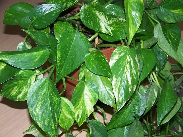 The plant that we are talking about is the "Pothos", an evergreen plant that is native to Southeast Asia.