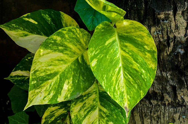 De plant heeft niet veel water nodig, slechts één keer per week, je kunt het eventueel in water planten (aangezien het een hydroponische plant is)...