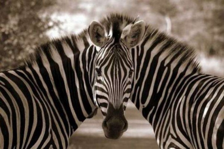 5. Ma quante zebre ci sono?