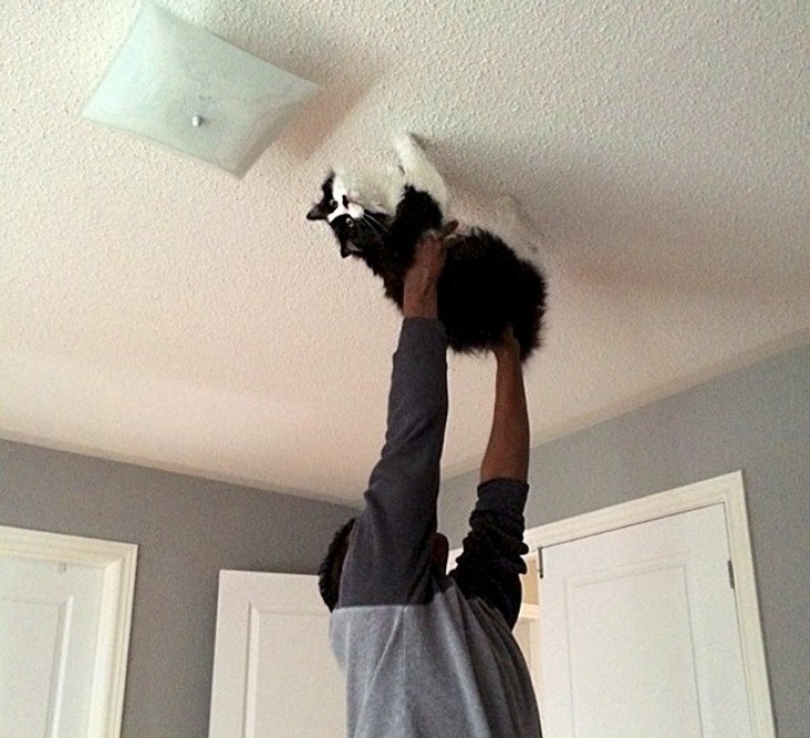 Mon mari jouant avec le chat:"Spider Cat, Spider Cat...".