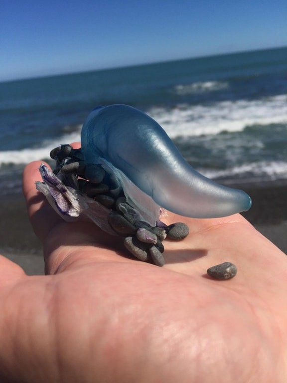 Ich habe das hier am Strand in Neuseeland entdeckt. Könnt ihr mir sagen was das ist?