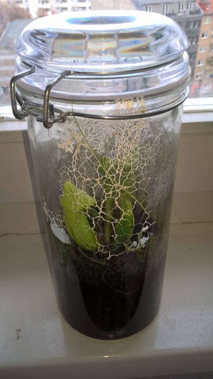 Dieses Zeug hat sich im Inneren des Glases, in dem ich meine fleischfressende Pflanze aufbewahre, gebildet. Was ist das?