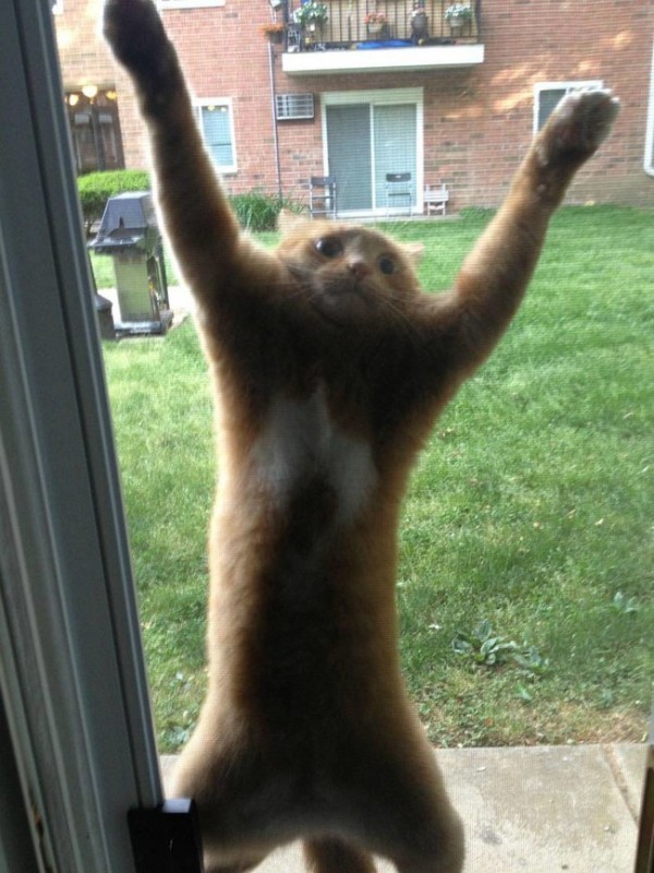 Il gatto del vicino mi sta inseguendo, fammi entrare, presto!