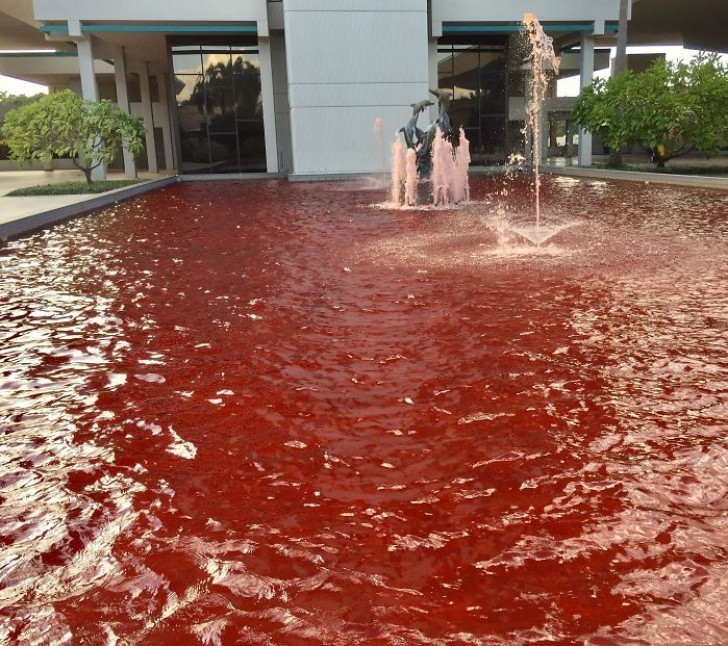 2. Het idee was om de fontein roze te kleuren ter ere van de Werelddag voor de bestrijding van borstkanker, maar laten we zeggen dat de kleur niet geworden is wat gehoopt werd