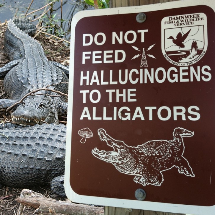 Questo cartello suggerisce di non dare allucinogeni agli alligatori: che li abbia presi chi ha scritto questo cartello?
