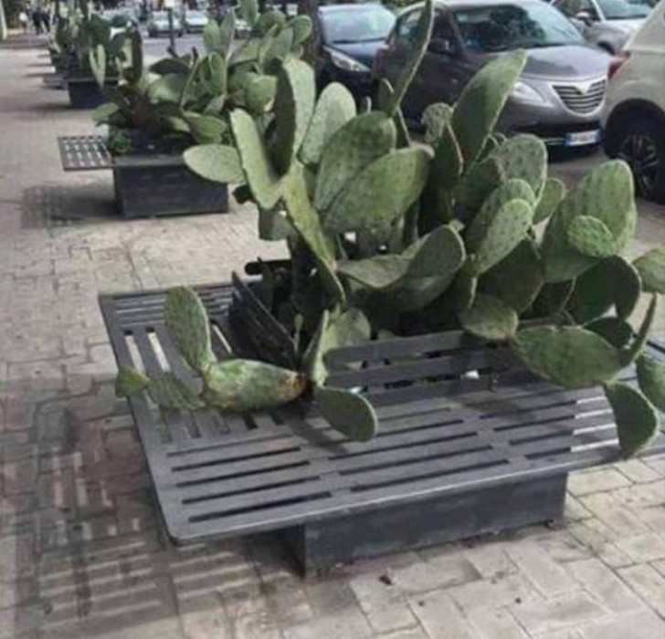 14. Banco muito cômodo no meio dos cactus.