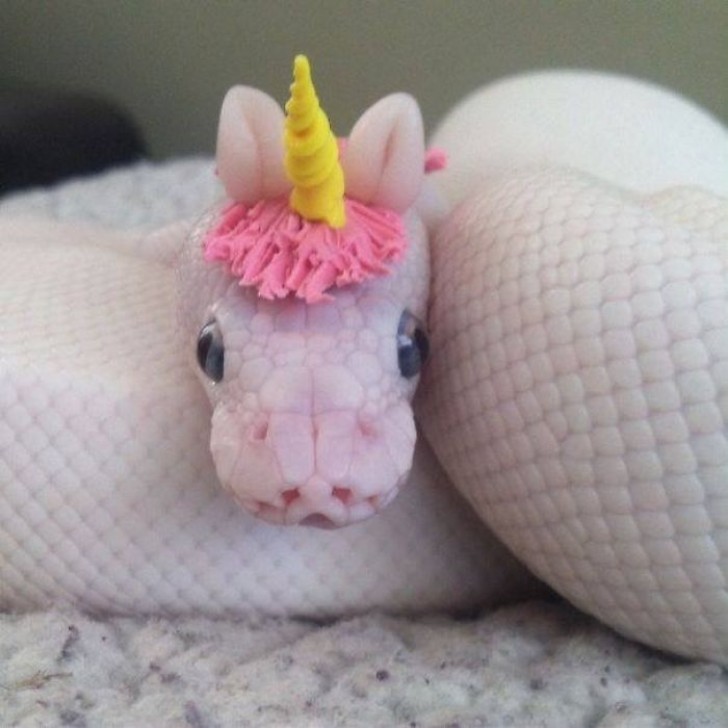 1. Un serpent avec un chapeau de licorne