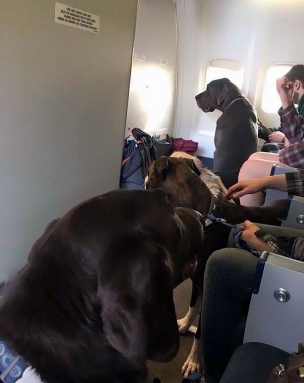 11. Sur ce vol, beaucoup de chiens d'assistance se sont rencontrés.