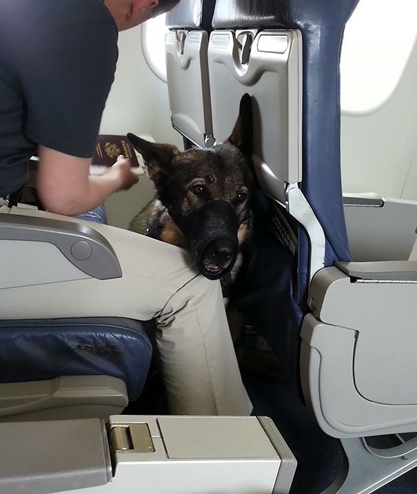 17. Auf meinem Flug waren ein Soldat und sein Hund: Ein tolles Gespann!