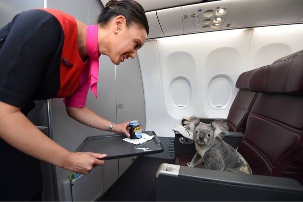 18. Vous seriez-vous jamais attendu à trouver un koala en première classe?