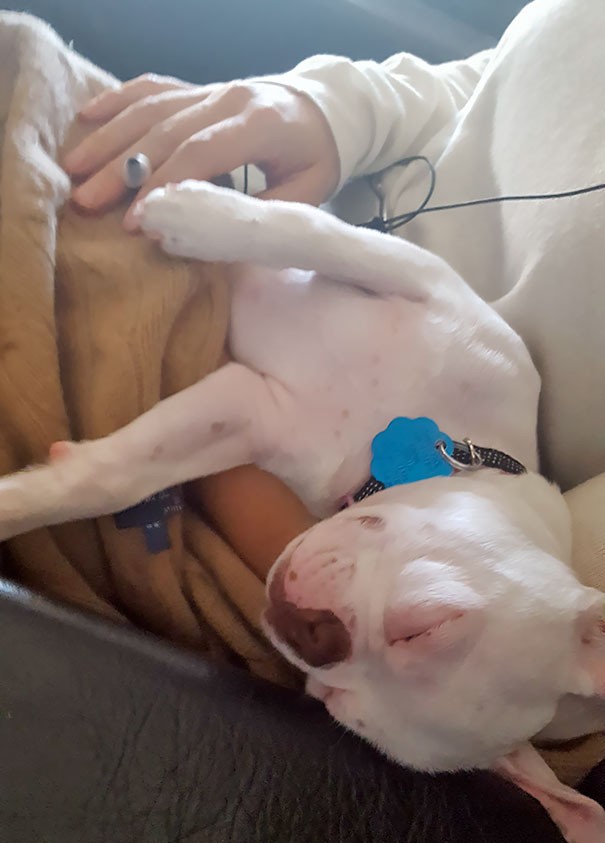 26. Ich bin zum ersten Mal zusammen mit meinem Hund verreist: Er ist in den Armen eines anderen Passagiers eingeschlafen!