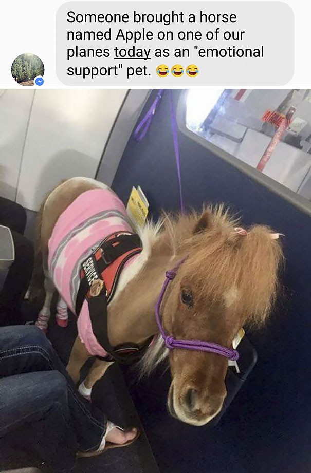 27. Jemand hat ein Pony als emotionale Unterstützung mit an Bord genommen!!