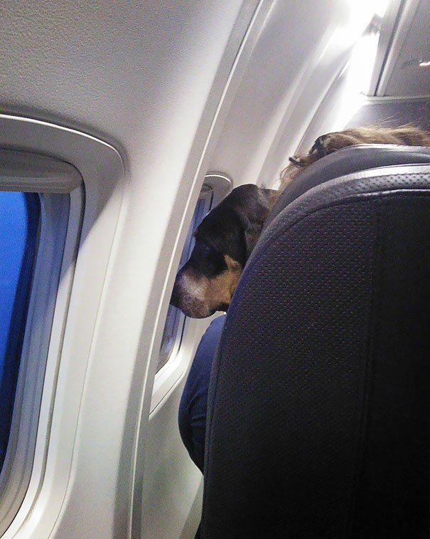 5. Ce bon chien a fixé la fenêtre de l'avion pendant 5 heures et n' a causé aucun désagrément.