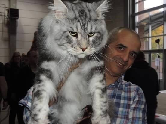 Per farvi capire le dimensioni di questo tenero "micetto", vi diciamo che un esemplare maschio Maine Coon può arrivare a pesare oltre 11 kg!