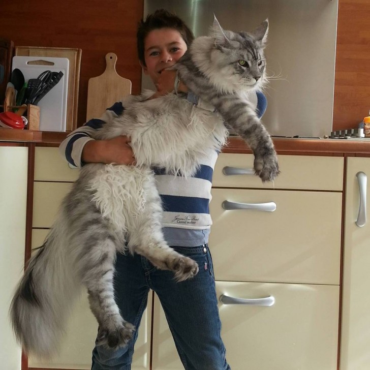 El Maine Coon presenta un pelo tupido, que le sirve para sobrevivir a los rigidos inviernos de la zona de origen.