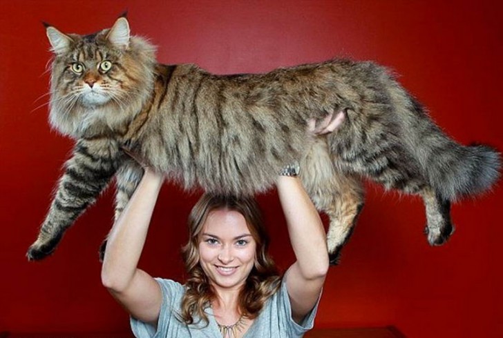 However, over time, the Maine Coon has become a perfect domestic cat, able to associate with humans like any other cat.