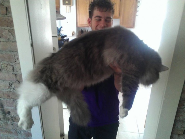 Nonostante la sua stazza, il Maine Coon è un abile predatore, infatti sa catturare topi ed uccelli con estrema facilità.