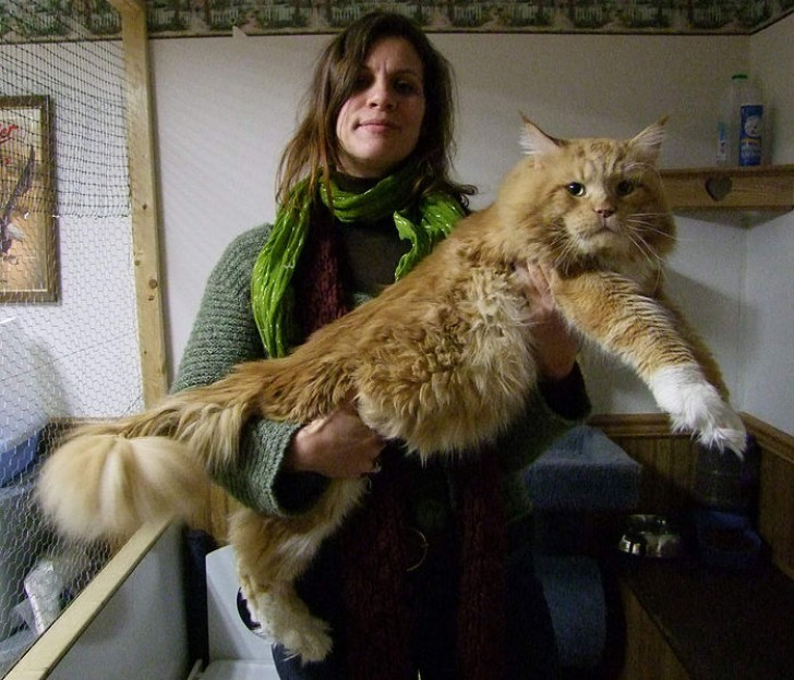 And that is why the Maine Coon does not disdain the life of a wildcat.
