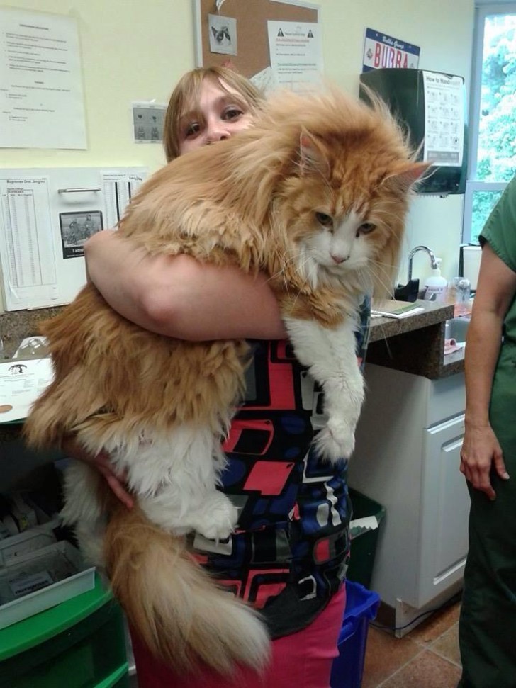 But something tells us that the Maine Coon specimens living in a house, obviously prefer and love life in front of the fireplace nestled on the laps of their owners ...