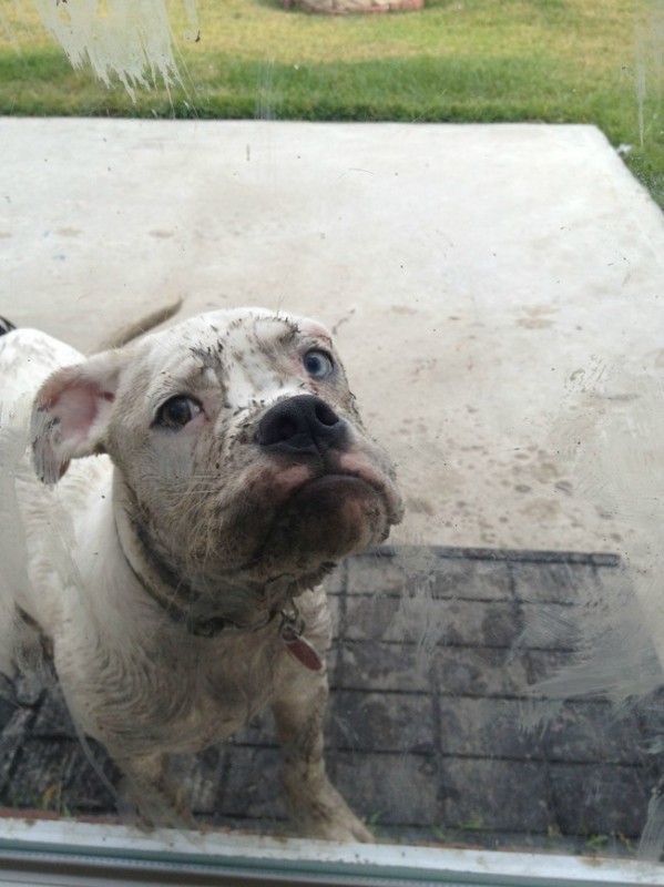 "Don't you see how sorry I am? I swear that if you let me in, I will let you give me a bath!"