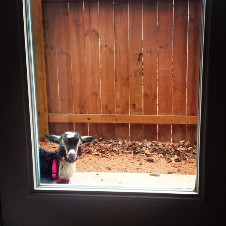 "You have put a bib on me, does it mean that there is room for me inside the house, too?"