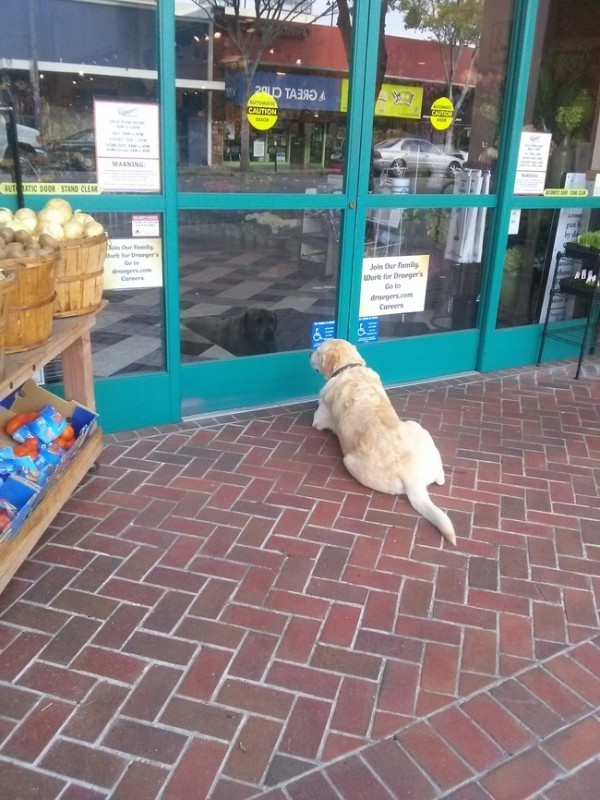 Sono un cane educato, io!