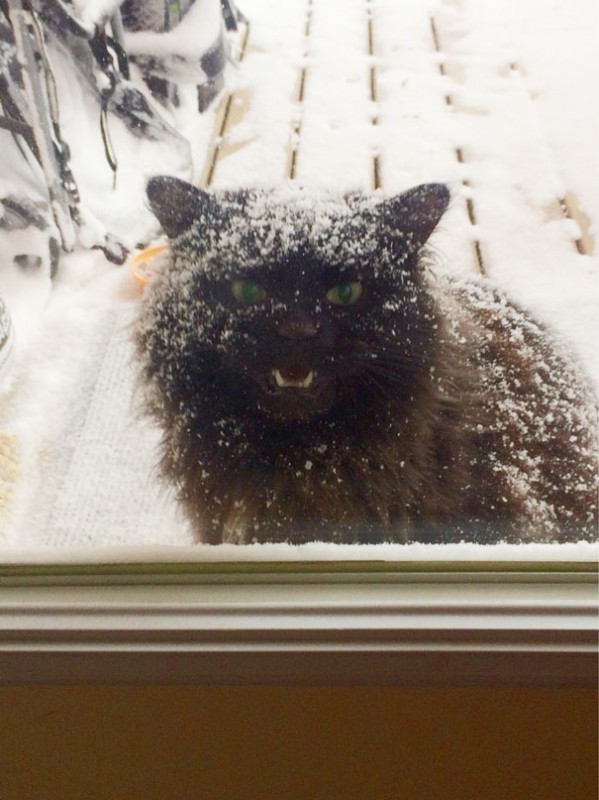 Mach das Fenster auf oder ich hänge mich an alle Vorhänge im Haus!