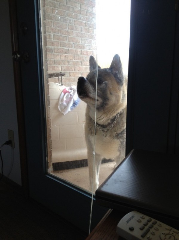 "You know my nose will not become unstuck from this glass window, right?"