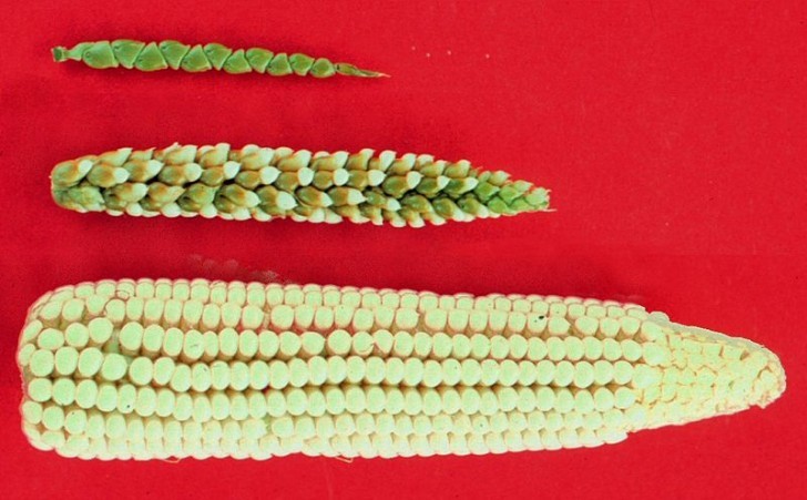 From teosinte (the topmost) to corn (bottom)! This is what farmers have been able to achieve over millennia!